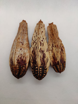 Mahogany Pods - Dried Botanical