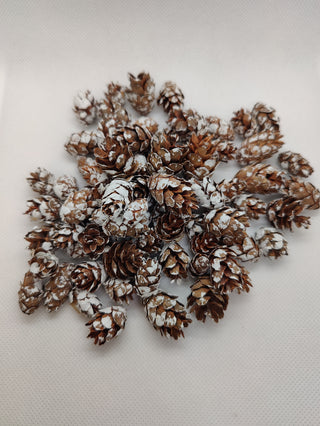 Frosted Hemlock - Dried Botanical