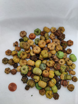 Putka - Dried Botanical