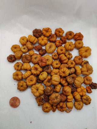 Putka - Dried Botanical