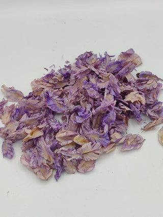 Tulip Flower - Dried Botanical
