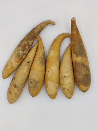 Banana Gourd - Dried Botanical
