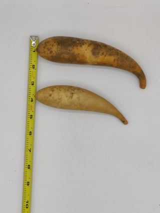 Banana Gourd - Dried Botanical