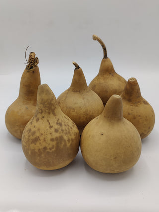 Martin Gourd - Dried Botanical