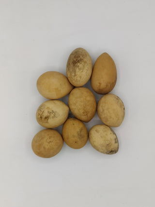 Egg Gourd - Dried Botanical